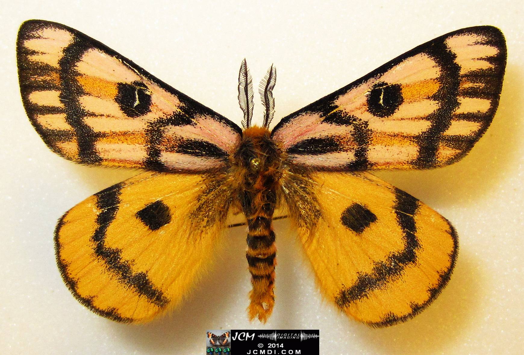 Hemileuca eglanterina male (Blue Ridge population San Gabriel mts California)